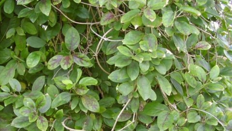 Danh sách các loại thảo dược quý hỗ trợ điều trị tiểu đường hiệu quả